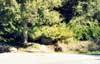 Skywalker Ranch