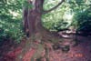 England: Whippendell Woods